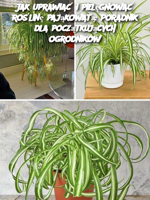 Jak uprawiać i pielęgnować roślinę pająkowatą: Poradnik dla początkujących ogrodników